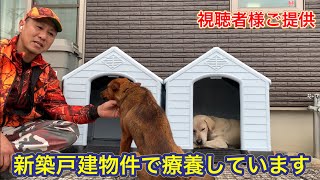 【新築戸建て】猟犬カシンとリキにと、夢のマイホームを視聴者さんに送っていただきました。本当にありがとうございます！