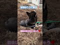 宝物はここに隠すと決めた我が家の柴犬。 保護犬 多頭飼育崩壊 柴犬 柴犬がいる暮らし