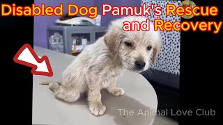 Disabled Dog Pamuk's Rescue and Recovery | The Animal Love Club