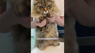 西森猫跳挖呀挖呀挖！会咬人～