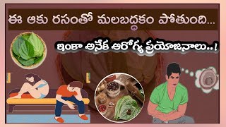 ఈ ఆకు రసంతో మలబద్ధకం పోతుంది.. ఇంకా అనేక ఆరోగ్య ప్రయోజనాలు..! #betel_leaf