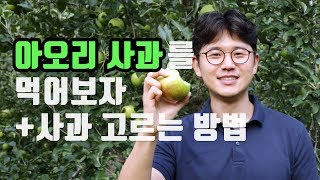 아오리사과 먹방 \u0026 맛난 사과 고르는 TIP (Feat. 김삿갓)