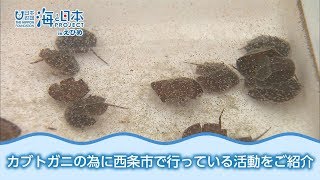 カブトガニを守る 日本財団 海と日本PROJECT in えひめ 2018 #25