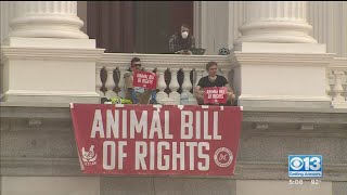 Animal Rights Protesters Chain Themselves To Front Of California State Capitol