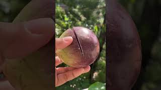 Star Apple #fruits #cutting #shorts