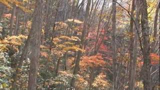 裏磐梯中津川渓谷の紅葉(2011.10.26)