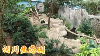 River Safari 02 - Giant Panda, Red Panda, Squirrel Monkey | 河川生态园  02 大熊猫 小熊猫 顽皮的松鼠猴 还有美人鱼