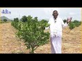 organic mosambi farming సేంద్రియ పద్ధతిలో బత్తాయి పంట prakasam district andhrapradesh