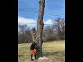 **🔥THE ENDING🔥** #professional #treework #climber #arborist #staysafe #treelife