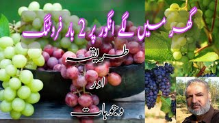 انگور کا پھل سال میں 2 بارHow grapes 🍇 vine fruits twice a year