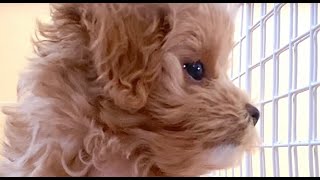 【マルプー犬のマリモ】【ノスタルジック動画/生後2ヶ月頃】やっぱり犬はタグが好き(2020.10.2)