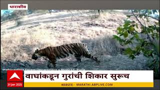 Dharashiv Tiger News : एक आठवड्यापासून ताडोबाचं पथक आणि वन्य विभागाकडून वाघाचा शोध सुरु