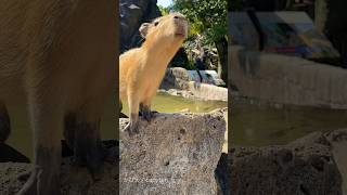 Baby capybara wants a snack