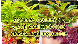 ഈ ഒരു കുഞ്ഞി ചെടി മാത്രം മതി ഗാർഡൻ സൂപ്പർ ആക്കാൻ /alteranthera plant care/ #garden #fastgrowing