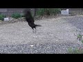 Ｃ0196　夕焼け小焼け（ハシボソガラス）yuyake koyake wild carrion crow