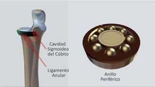 Articulación Radiocubital Superior. Fisiología