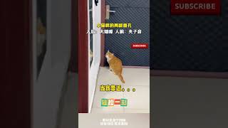 小貓咪也有兩副面孔：人後“大煙嗓”人前“夾子音” #cuteanimal #pets #寵物