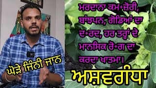 Ashwagandha Benefits In Punjabi | ਅਸ਼ਵਗੰਧਾ ਦੇ ਫ਼ਾਇਦੇ ਤੇ ਪਛਾਣ ।