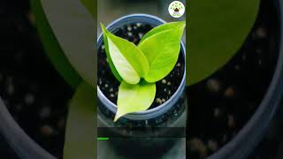 Money plant and its uses (malayalam) #shorts