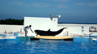 沖縄美ら海水族館 オキゴンドウイルカのごんちゃん