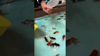 Japanese金魚すくい