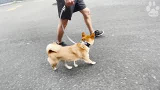 行きたい方向がわかりやすい柴犬のリーダーウォークトレーニング【元保護犬ひなたぐらし】