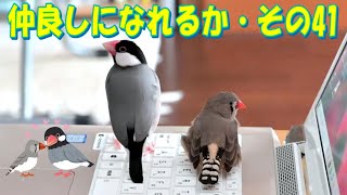 【文鳥・キンカチョウ】つぶとあずきのテレワークやりたい放題