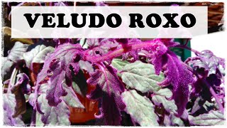 VELUDO ROXO (Gynura aurantiaca): Como #CULTIVAR e #CUIDAR desta #FOLHAGEM de meia sombra exótica