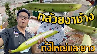 กล้วยงาช้างยักษ์ ทั้งใหญ่และยาว giant banana