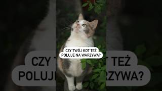 🌿 Czy Twój kot też poluje na warzywa? 🥬  #pies #opieka #cat #catlover #pets #kot