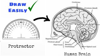 How to draw Human Brain Step by step | मानव मस्तिष्क का सरल चित्र | Easy Diagram | YouCanDraw