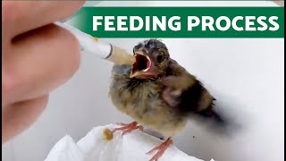 FEEDING BABY GOLDFINCHES 🍼🐣 LEARN HOW TO DO IT!