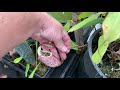 Fall Greenhouse Carnivorous Plant Tour: Nepenthes, Pinguicula, Drosera, Cephalotus and more!