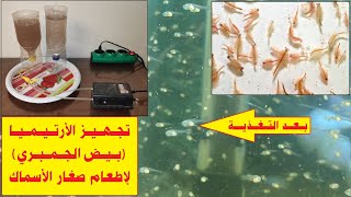 الارتيميا Artimia  أو Brine Shrimp اسهل طريقة تحضير .. وتغذية زريعة الاسماك منها .. Fish fry care