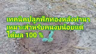 เทคนิคปลูกฟักทองหลังทำนาปลูกแบบโบราณเหมาะสำหรับคนงบน้อยแต่ได้ผล 100 %