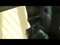 genkiクス笑！授乳しながら食べ歩きする母と子🌸 genki and baby walking around eating while breastfeeding【gorilla house】