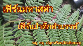 เฟิร์นมหาสดำ เฟิร์นป่าดึกดําบรรพ์ที่ต้องเงยหน้ามอง @หมู หมู ปลูกจริงคลิปเดียวจบ