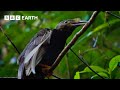 Extraordinarily Rare Birds of Paradise Sighting | Bill Bailey's Jungle Hero | BBC Earth