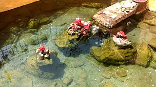 Taptapani Hot Springs- Famous Sulfur water Spring in Ganjam District of Orissa. #roadtrips