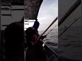 Trolling TENGGIRI tepi pantai -28 Julai 2022 - Short video Kingfish part 6