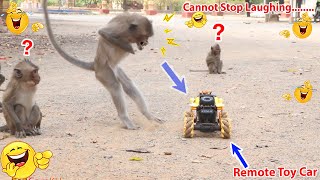 Monkey video Prank monkey #funny #monkey #monkeyvideo #animals #funnyanimal #monkeyshow #animals
