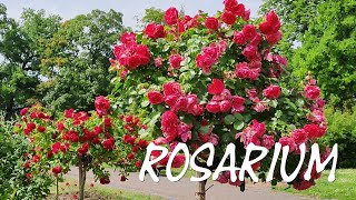 EUROPA - ROSARIUM in Sangerhausen 2024 - ROSENZAUBER