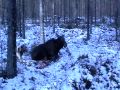 jávorszarvas vadászat hirvi jahti moose hunt finland