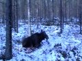 jávorszarvas vadászat hirvi jahti moose hunt finland