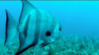 Antigua SCUBA Diving