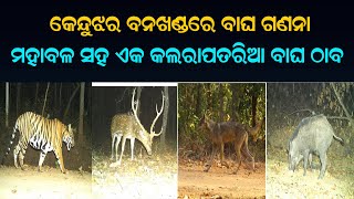 କେନ୍ଦୁଝର ବନଖଣ୍ଡରେ ବାଘ ଗଣନା ସମୟ ରେ ଏକ ମହାବଳ ସହ ଏକ କଲରାପତରିଆ ବାଘ ଠାବ |#odishavoice24#Keonjhar