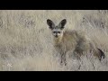 bat eared fox checking me out kalahari