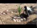 Coconut Planting Sri Lanka