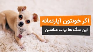 بهترین نژاد‌های سگ آپارتمانی و خانگی چه نژاد‌هایی هستن؟