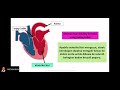 Sains Tingkatan 3 KSSM | Bab 3 Pengangkutan | 3.2 Sistem Peredaran Darah | Bahagian 2